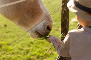 alimentando caballo
